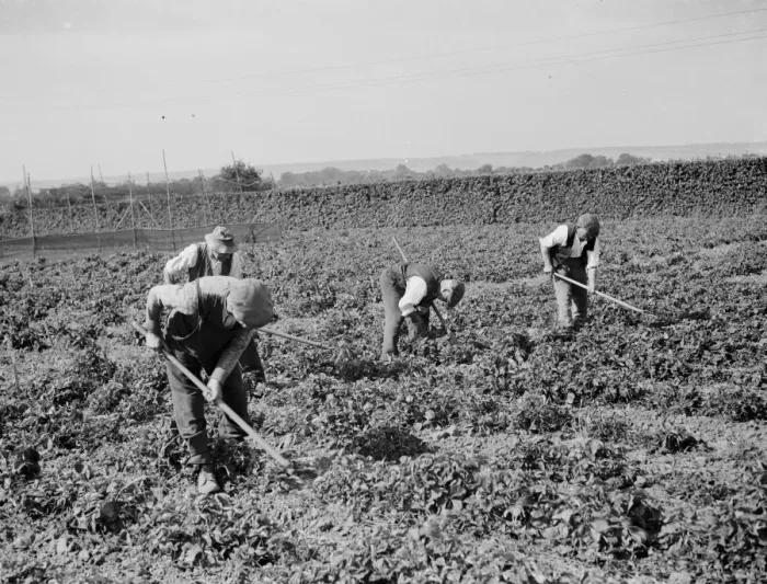 Framed Print : East Malling Research Station open day. Hoeing in the hops. 1937