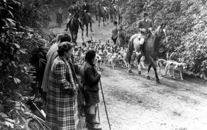Framed Print : The East Sussex Foxhounds pass down the drive of Lord Burghleys home, Tilton, at Catsfield Framed Print : The East Sussex Foxhounds pass down the drive of Lord Burghleys home, Tilton, at Catsfield
