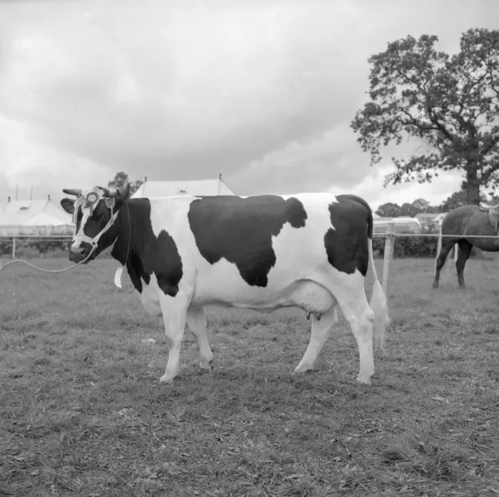 Framed Print : The Edenbridge and Oxted Show - 2 August 1960 Championship Dairy Female went to Pride