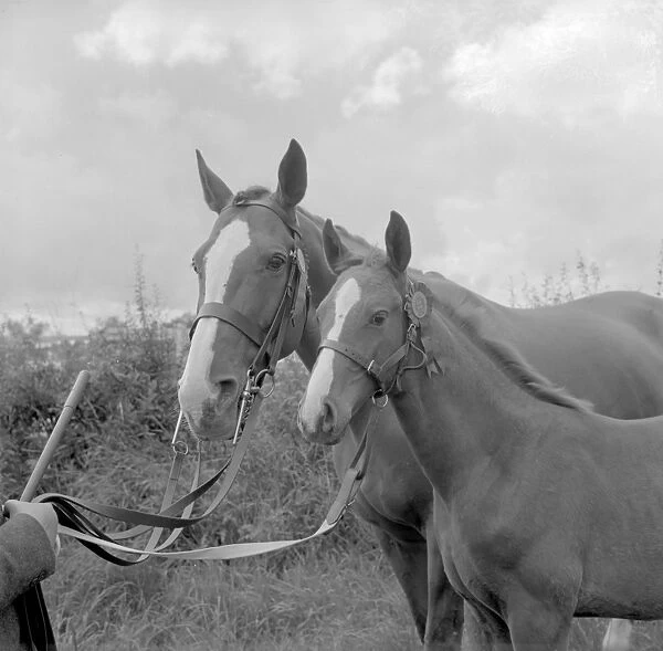 The Edenbridge and Oxted Show - 2 August 1960 The mare is 13 year old Ballymacgean
