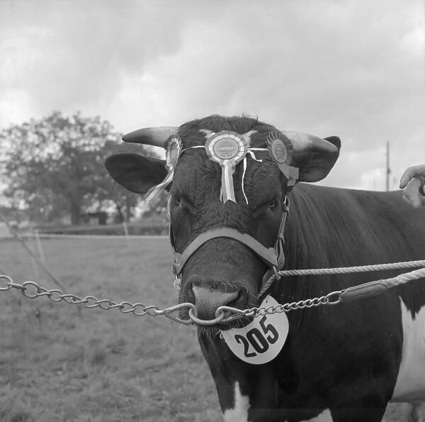 The Edenbridge and Oxted Show - 2 August 1960 Supreme Champion Fresian - R. Sternburg s