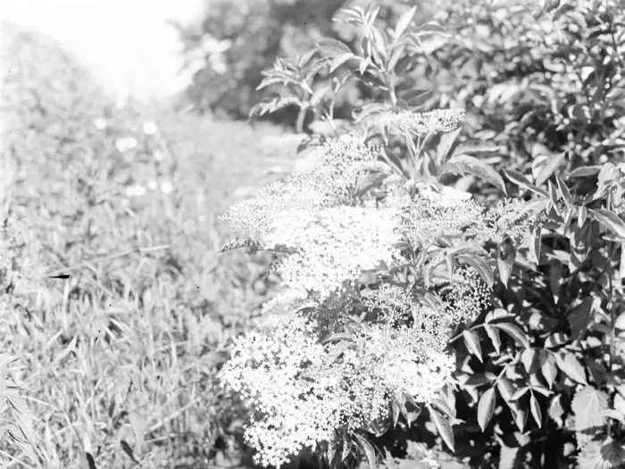 Framed Print : Elderberry blossom in Maplescombe, Kent. 1936