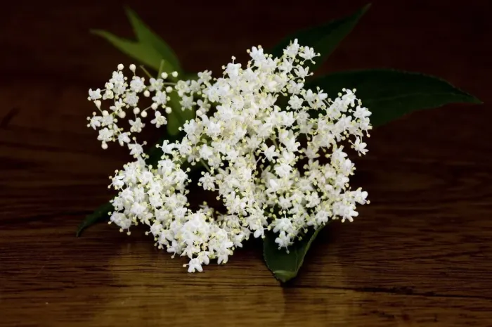 Framed Print : Elderflower bloom credit: Marie-Louise Avery / thePictureKitchen / TopFoto Framed Print : Elderflower bloom credit: Marie-Louise Avery / thePictureKitchen / TopFoto
