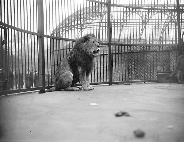 Not an election speech The stalwart British lion at the zoo has a few works to