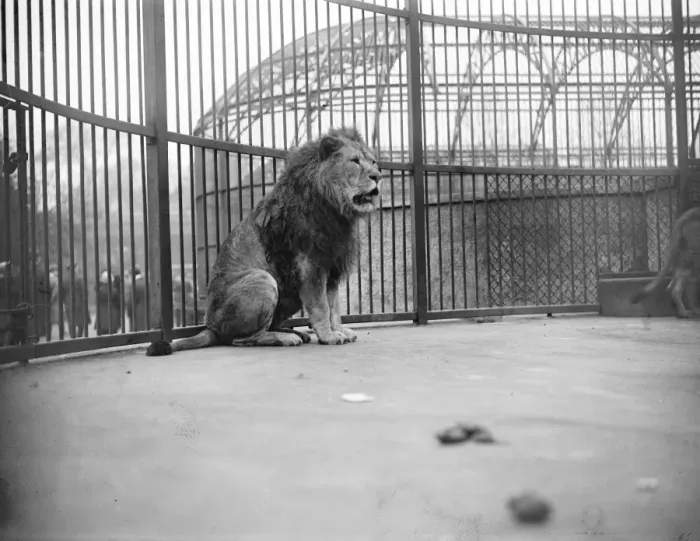 Framed Print : Not an election speech The stalwart British lion at the zoo has a few works to Framed Print : Not an election speech The stalwart British lion at the zoo has a few works to