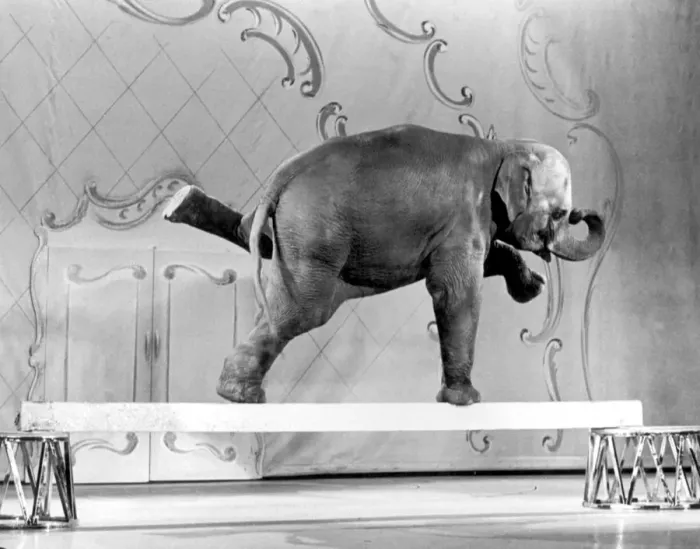 Framed Print : Elephant doing tricks for the camera, Tanya rehearses at the London Palladium for Framed Print : Elephant doing tricks for the camera, Tanya rehearses at the London Palladium for