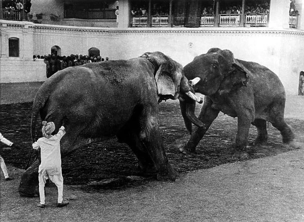 Elephant fighting during the Maharajah of Barodas birthday 21 January 1948