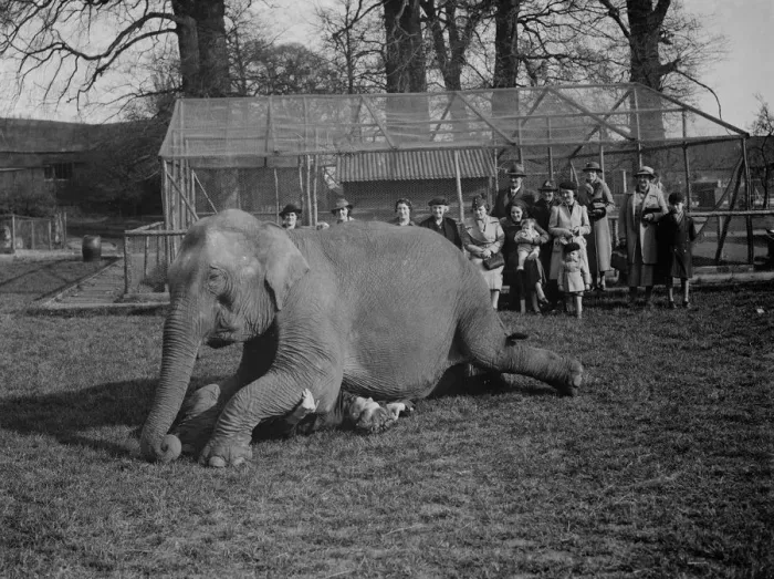 Framed Print : Elephant training, trainer underneath elephant, Maidstone. Kent. 31 March 1938 Framed Print : Elephant training, trainer underneath elephant, Maidstone. Kent. 31 March 1938