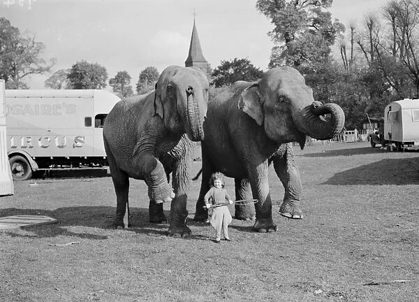 Elephants from the circus are lead by a little girl for a walk in Foots Cray
