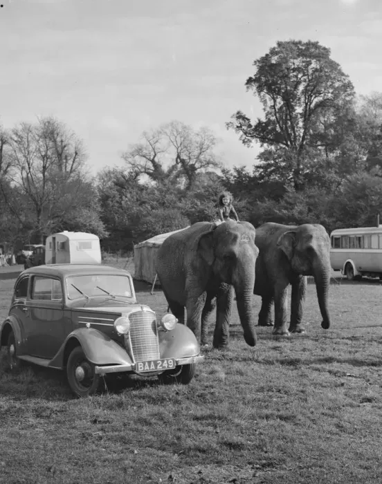 Framed Print : Elephants from the circus are ridden by a little girl for a walk in Foots Cray