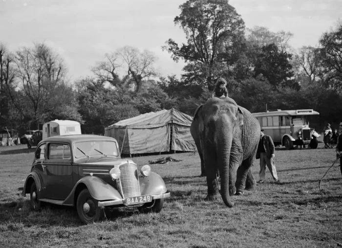 Framed Print : Elephants from the circus are ridden by a little girl for a walk in Foots Cray Framed Print : Elephants from the circus are ridden by a little girl for a walk in Foots Cray