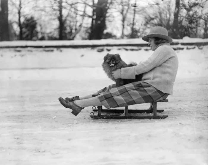 Framed Print : Englands winter sports in full swing. A lucky dog goes for a ride. 1922