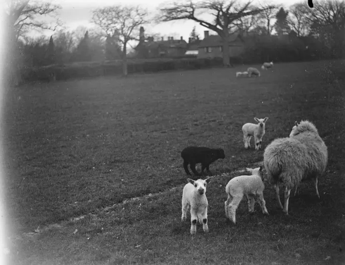 Framed Print : Ewe with her lambs, one of them black, Westerham, Kent. 1935 Framed Print : Ewe with her lambs, one of them black, Westerham, Kent. 1935