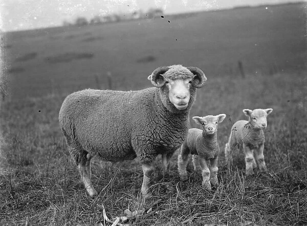 Ewe with her lambs on a field in Eynsford, Kent. 1936