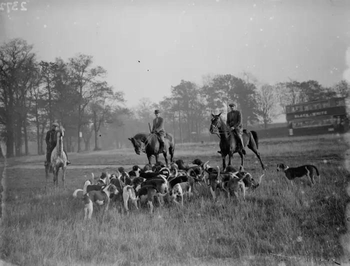 Framed Print : Exercising hounds, Blackheath. 1935 Framed Print : Exercising hounds, Blackheath. 1935