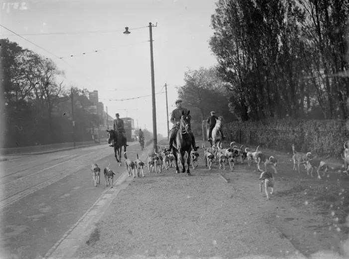 Framed Print : Exercising hounds, Blackheath. 1935 Framed Print : Exercising hounds, Blackheath. 1935