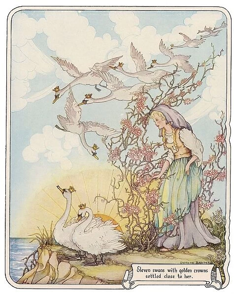 FAIRY TALES - WILD SWANS The eleven wild swans with royal crowns. Illustration by Doreen Baxter