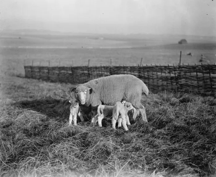 Framed Print : A family party. The lambing season is in progress in Dorset, where this photograph Framed Print : A family party. The lambing season is in progress in Dorset, where this photograph