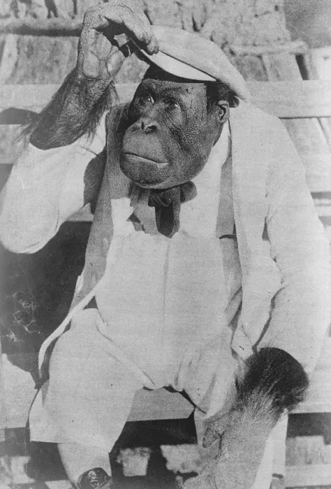 Framed Print : Famous Movie monkey weds. Joe Brown, the famous monkey, so often seen on the films
