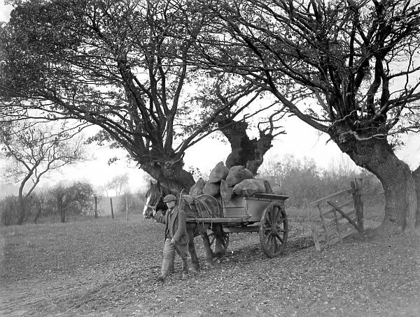 Farm scene. A horse drawn cart going through the trees. 1934