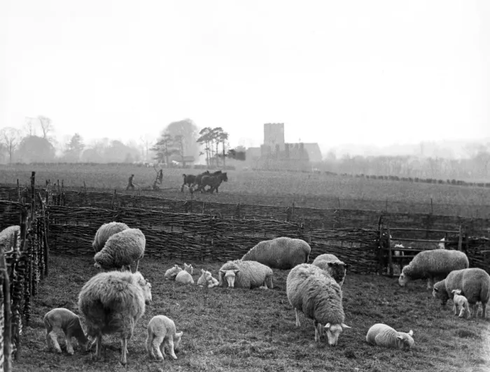 Framed Print : Farm scene in Kent in the early spring. Between the wars Framed Print : Farm scene in Kent in the early spring. Between the wars