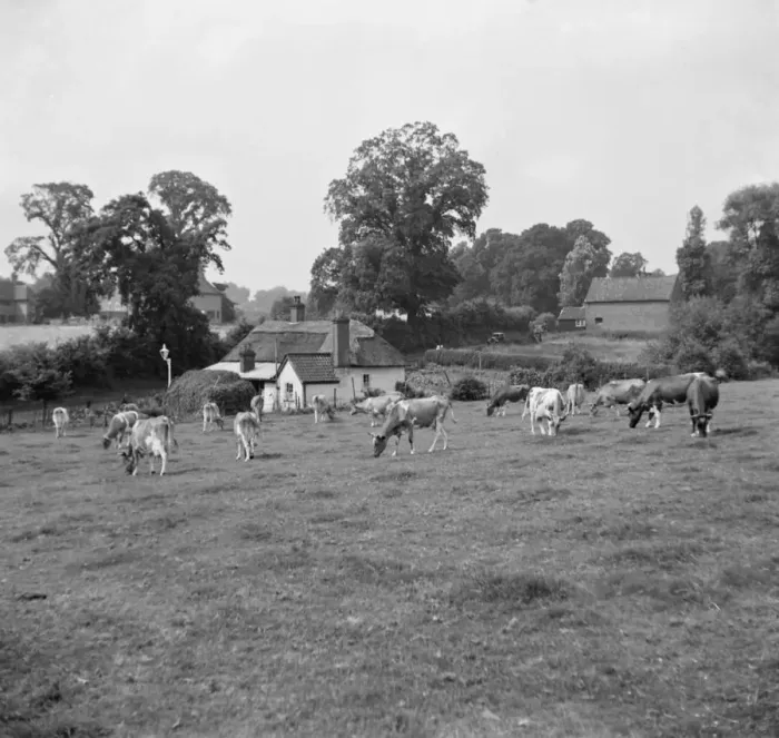 Framed Print : Farm scene near Sidcup bypass, Kent. 1936 Framed Print : Farm scene near Sidcup bypass, Kent. 1936