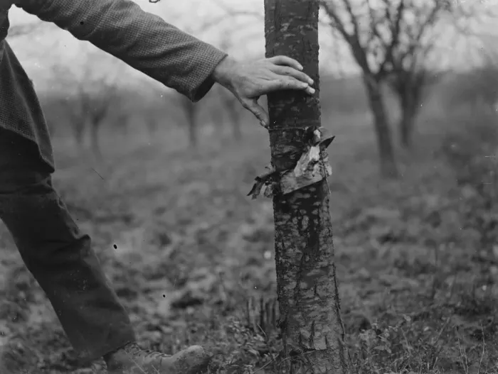 Framed Print : A farm worker applying fruit tree protection. 1939 Framed Print : A farm worker applying fruit tree protection. 1939
