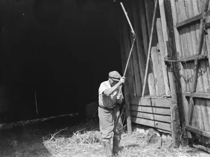 Framed Print : Farm worker using a flail. 1935 Framed Print : Farm worker using a flail. 1935