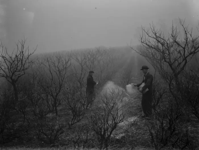 Framed Print : Farm workers applying fruit tree protection. 1939 Framed Print : Farm workers applying fruit tree protection. 1939