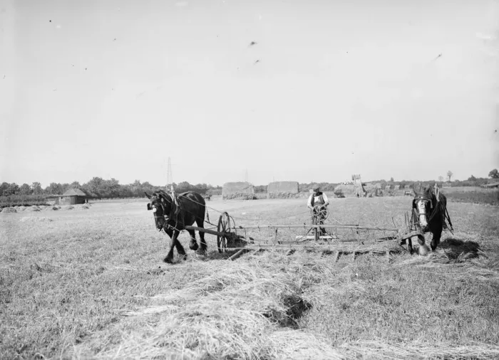 Framed Print : Farm workers in Farningham with his horse team collect hay. 1935 Framed Print : Farm workers in Farningham with his horse team collect hay. 1935