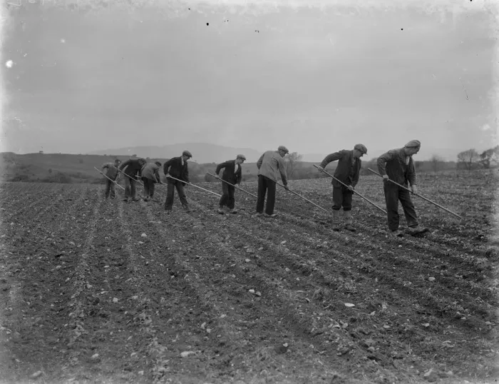 Framed Print : farm workers hoe their field by hand in Scotland. 1935 Framed Print : farm workers hoe their field by hand in Scotland. 1935