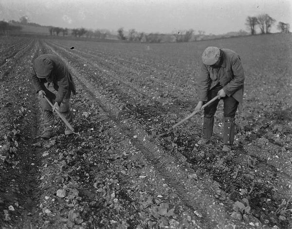 Farm workers hoeing in a field in Ruxley, Kent. 1939