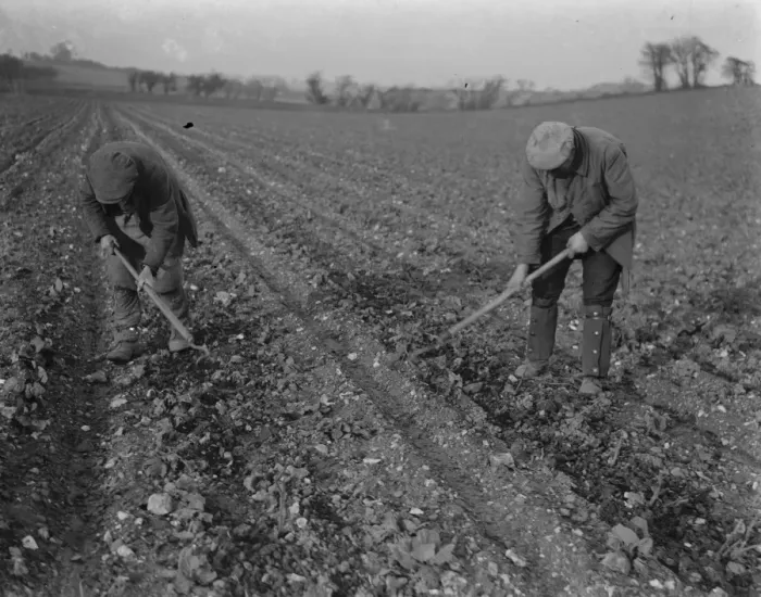 Framed Print : Farm workers hoeing in a field in Ruxley, Kent. 1939 Framed Print : Farm workers hoeing in a field in Ruxley, Kent. 1939