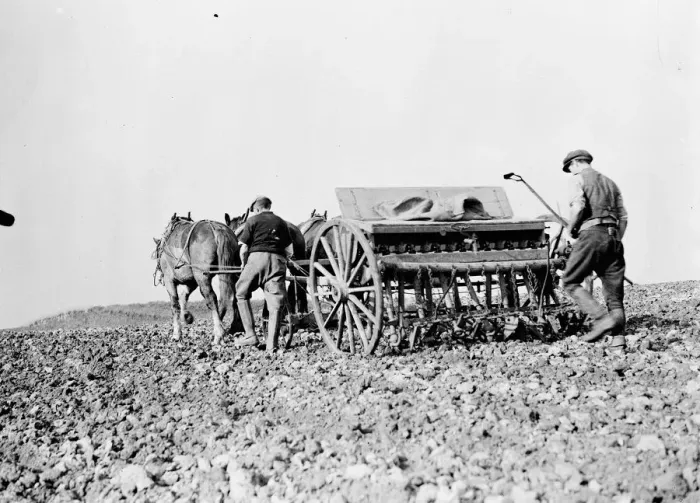 Framed Print : Farm workers with their horse drawn Suntyne seed drill in Darenth, Kent. 1938