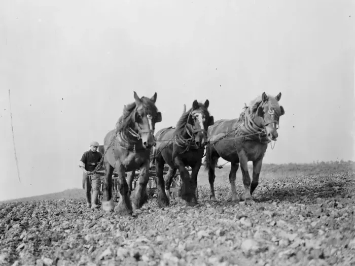Framed Print : Farm workers with their horse drawn Suntyne seed drill in Darenth, Kent. 1938