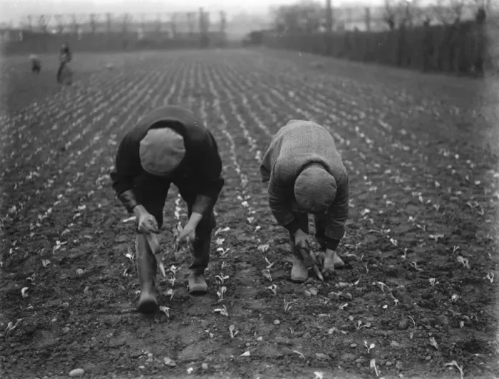 Framed Print : Farm workers planting lettuce by hand on a field in Hextable, Kent. 1937