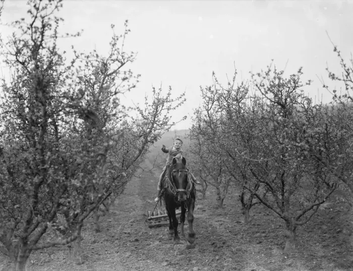 Framed Print : A farmer boy rides on the horse which is pulling the harrows between the fruit trees