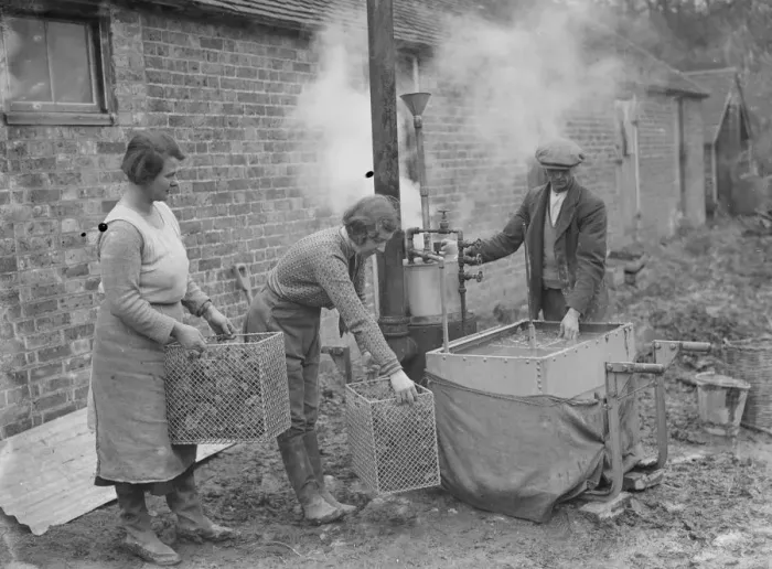 Framed Print : A farmer cultivates his strawberries. 1935