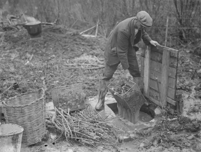 Framed Print : A farmer cultivates his strawberries. 1935 Framed Print : A farmer cultivates his strawberries. 1935