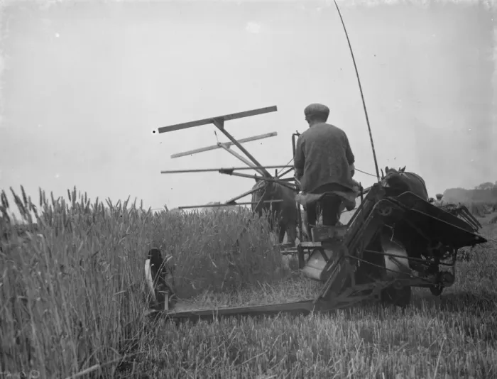 Framed Print : A farmer harvests his fields with his shire horse tethered to Massey Harris Reaper Framed Print : A farmer harvests his fields with his shire horse tethered to Massey Harris Reaper