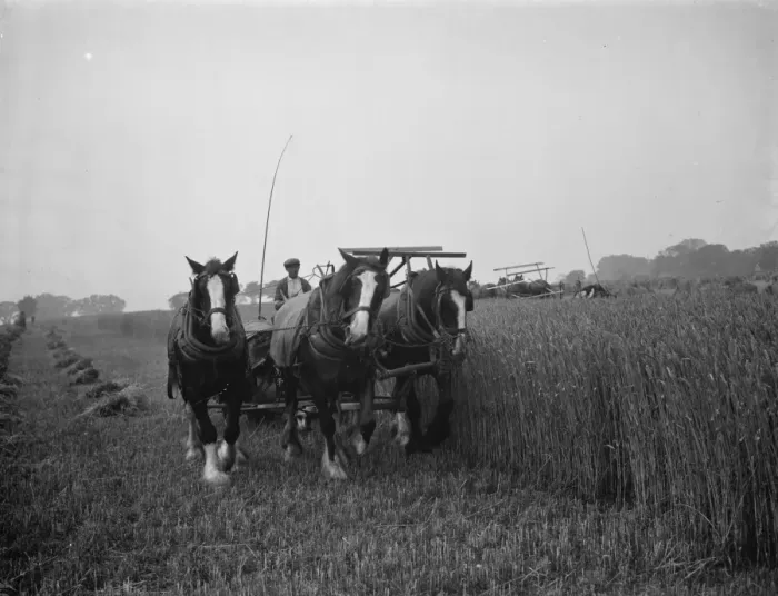 Framed Print : A farmer harvests his fields with his shire horse tethered to Massey Harris Reaper
