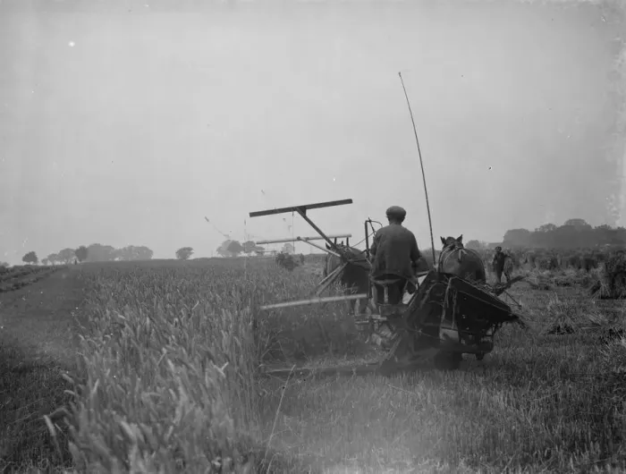 Framed Print : A farmer harvests his fields with his shire horse tethered to Massey Harris Reaper Framed Print : A farmer harvests his fields with his shire horse tethered to Massey Harris Reaper