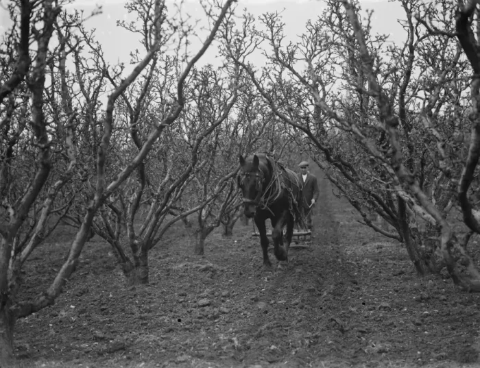 Framed Print : A farmer and his horse harrowing between the fruit trees in St Mary Cray, Kent. 1936
