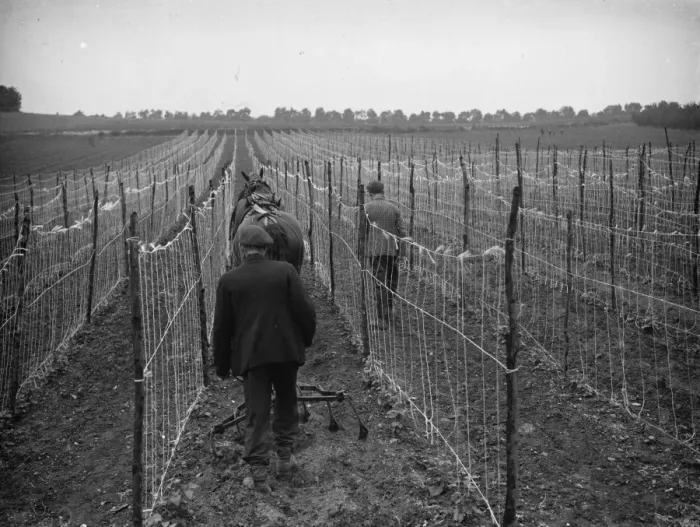 Framed Print : A farmer and his horse plough between bean rows in Swanley. 1935