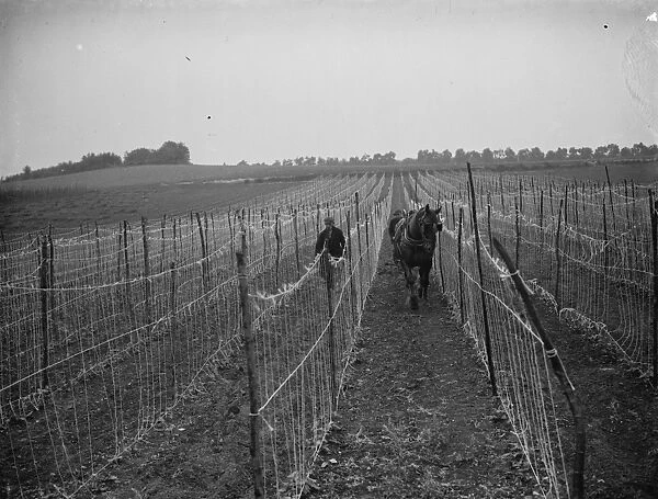 A farmer and his horse plough between bean rows in Swanley. 1935