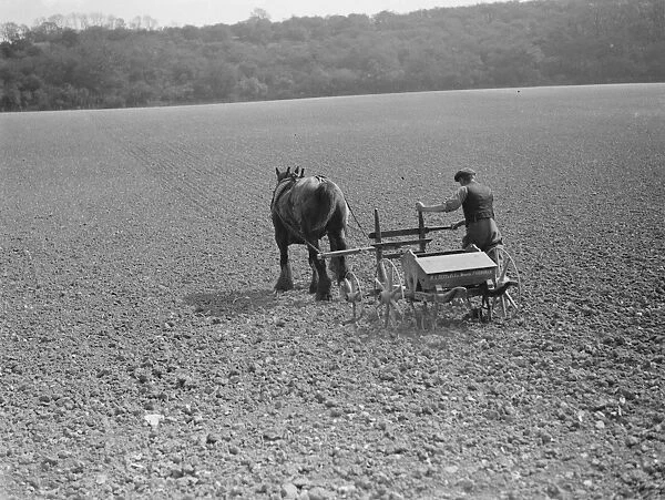 A farmer and his horse seed drilling in Maplescombe near Farningham, Kent