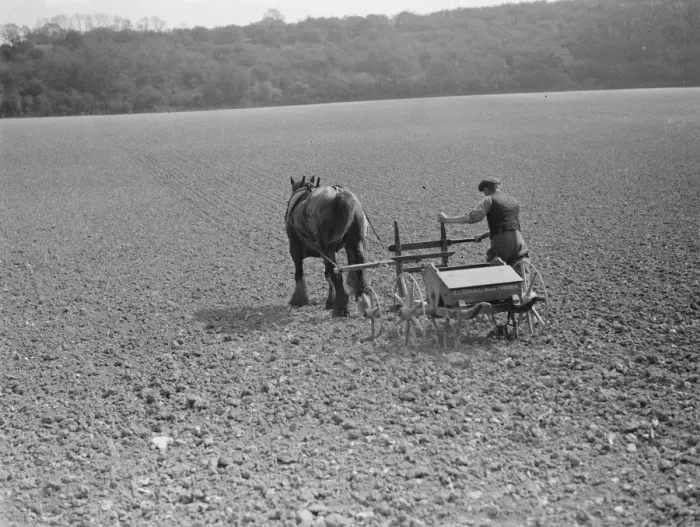 Framed Print : A farmer and his horse seed drilling in Maplescombe near Farningham, Kent Framed Print : A farmer and his horse seed drilling in Maplescombe near Farningham, Kent