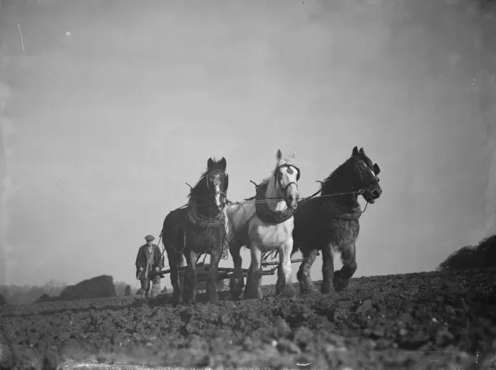 Framed Print : A farmer and his horse team harrowing a field in Bexley. 1938