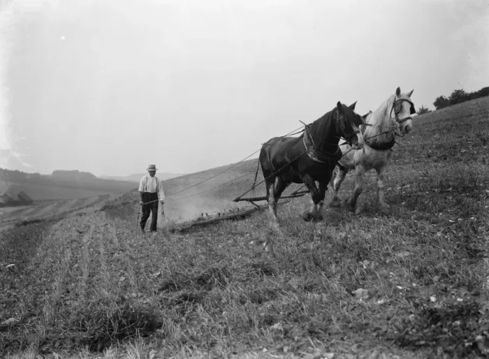 Framed Print : A farmer and his horse team harrowing a field in Farningham. 1935 Framed Print : A farmer and his horse team harrowing a field in Farningham. 1935