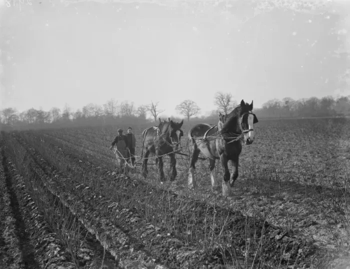 Framed Print : A farmer and his horse team plough a field. 1936 Framed Print : A farmer and his horse team plough a field. 1936